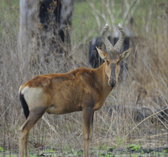 Alcelaphus buselaphus caama