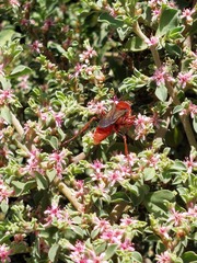 Sphex latreillei