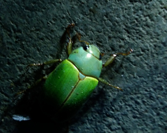 Platycoelia pomacea