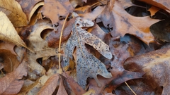 Neuroterus tantulus