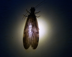 Megaloptera