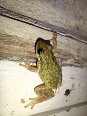 Scinax nasicus