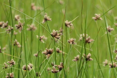 Bolboschoenus maritimus paludosus