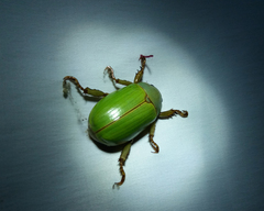Platycoelia pomacea