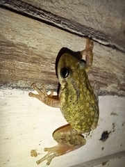 Scinax nasicus