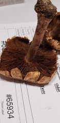 Inocybe dulciolens