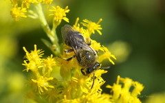 Colletes compactus