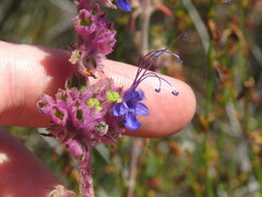 Trichostema lanatum