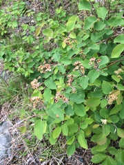Amelanchier humilis