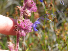 Trichostema lanatum