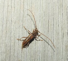 Eburida sublineata