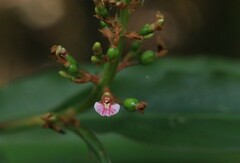 Alpinia arundelliana