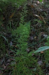 Lindsaea microphylla