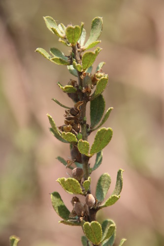 Image of Psoralea polysticta by (c) Tony Rebelo, some rights reserved (CC BY-SA)