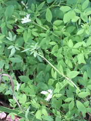 Ceratocapnos claviculata