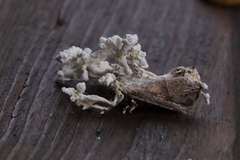 Beauveria bassiana
