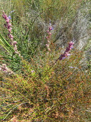 Trichostema lanatum