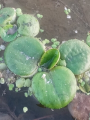 Limnobium laevigatum