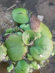 Limnobium laevigatum