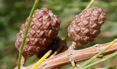 Allocasuarina diminuta