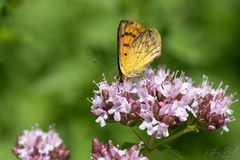 Lycaena