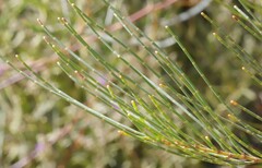 Allocasuarina diminuta