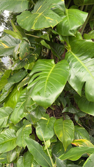 Epipremnum aureum
