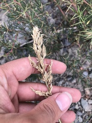Poa holciformis