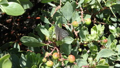 Erynnis persius