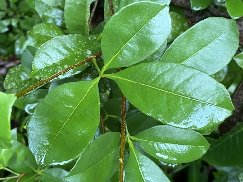 Zanthoxylum ovalifolium observed 2022-12-30