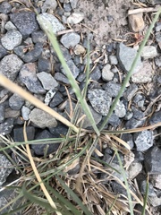 Poa holciformis