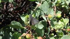 Erynnis persius