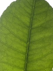 Zanthoxylum ovalifolium