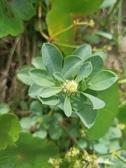 Acicarpha bonariensis
