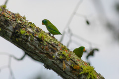 Forpus conspicillatus