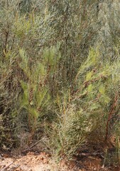 Allocasuarina diminuta