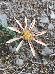 Mutisia sinuata