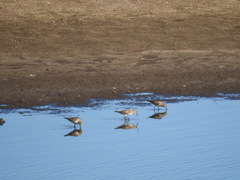 Calidris bairdii