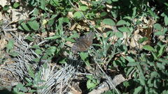 Erynnis persius