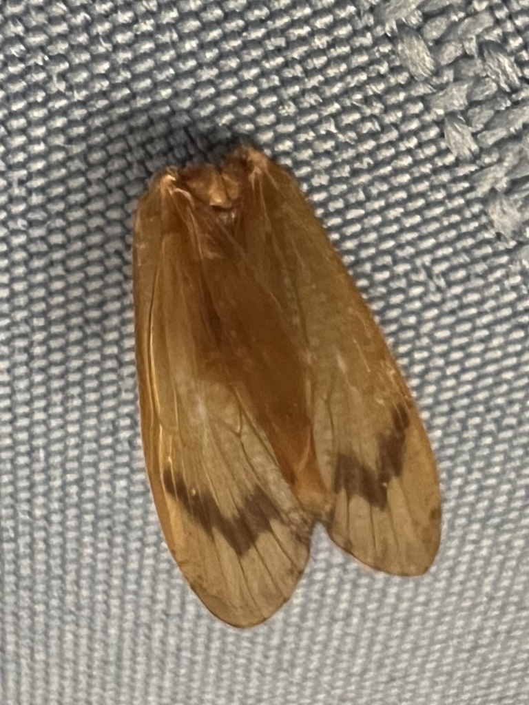 Pycnopsyche antica