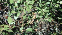 Erynnis persius
