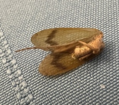 Platycentropus radiatus