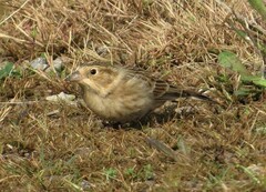Calcarius ornatus