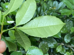 Zanthoxylum ovalifolium