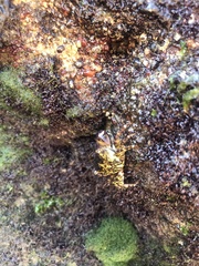 Pachygrapsus transversus