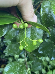 Zanthoxylum ovalifolium