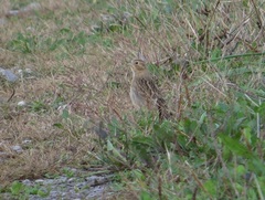 Calcarius ornatus