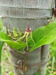 Oxypetalum banksii