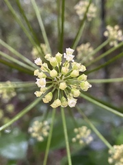 Mackinlaya macrosciadea