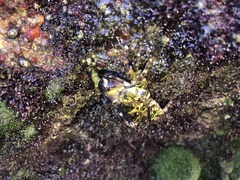 Pachygrapsus transversus